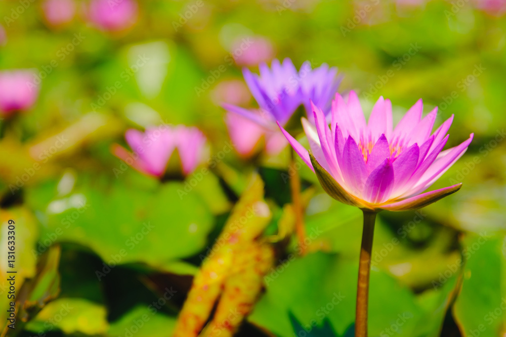 This beautiful Pink water lily or lotus flower blooming on the water in garden,Thailand. Selective and soft focus with blurred background. This beautiful Pink water lily or lotus flower blooming on the water in garden,Thailand. Selective and soft focus with blurred background.