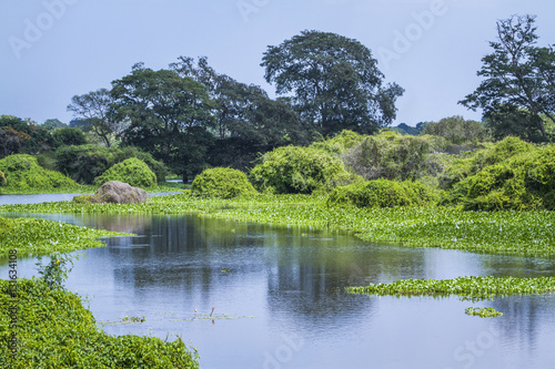 Thabbowa sanctuary  Puttalam  Sri Lanka
