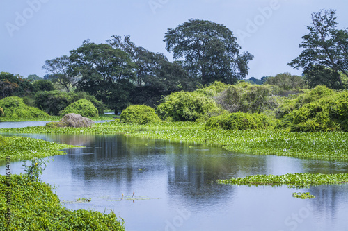 Thabbowa sanctuary, Puttalam, Sri Lanka photo