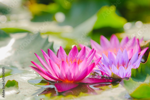 This beautiful Pink water lily or lotus flower blooming on the water in garden Thailand. Selective and soft focus with blurred background.