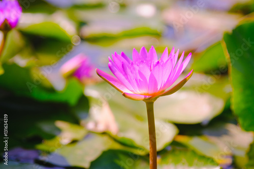 This beautiful Pink water lily or lotus flower blooming on the water in garden,Thailand. Selective and soft focus with blurred background.