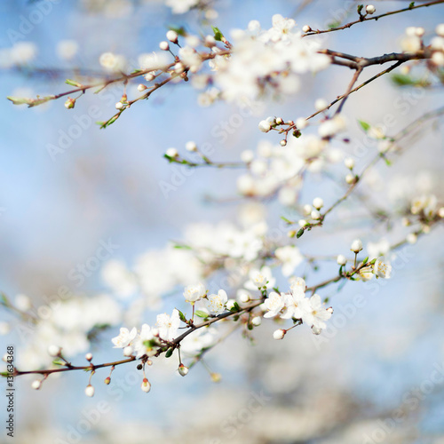 Spring beauty. Blooming Flowers of trees on the blue sky backgro