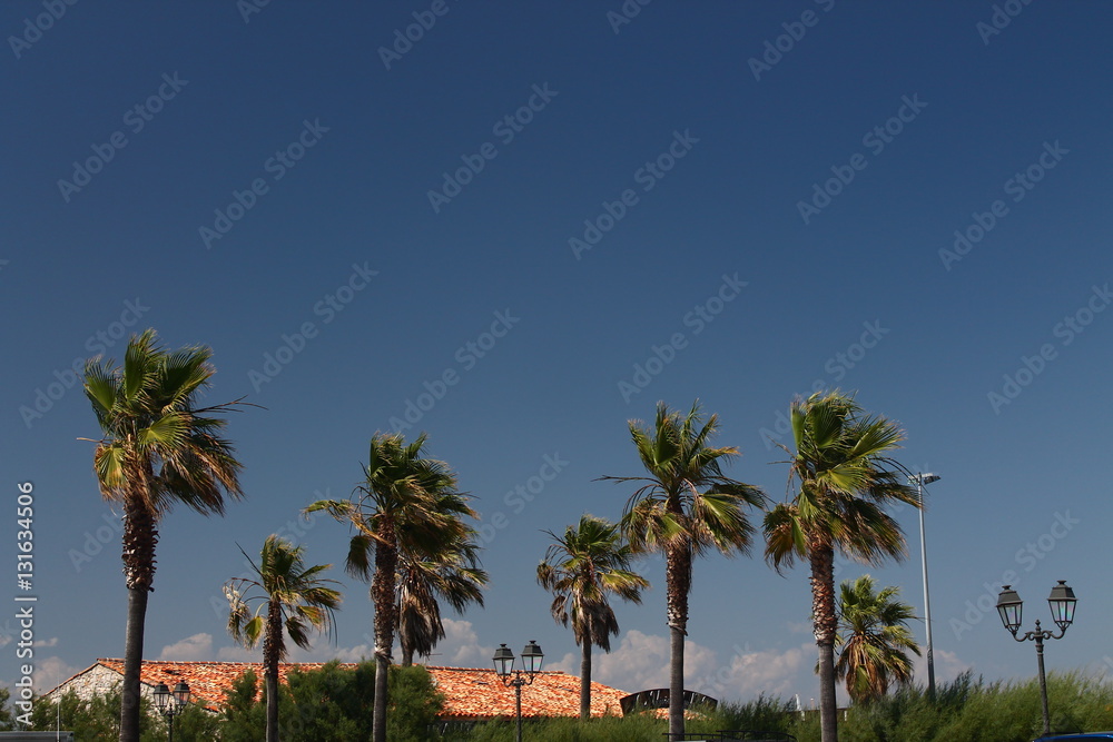 Palm trees of St. Tropez