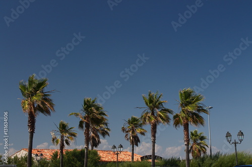 Palm trees of St. Tropez © Marek