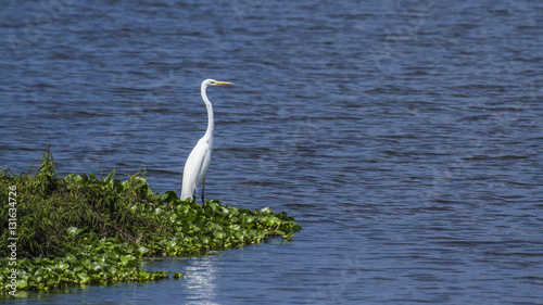 Foto Great egret in Thabbowa sanctuary, Puttalam, Sri Lanka