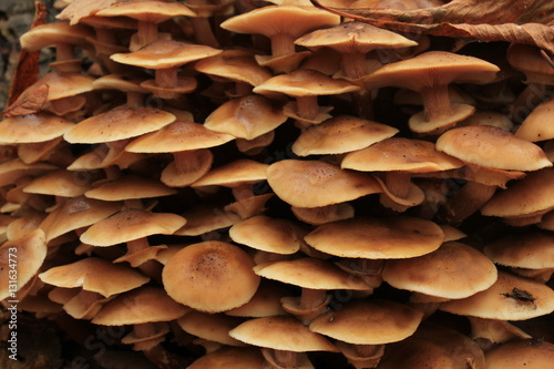 Mushrooms in a fall forest