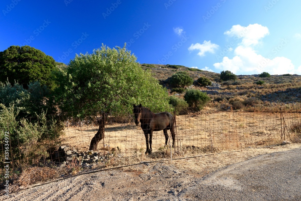 a horse near the The monastery of Faneromenis , in Crete, Greece
