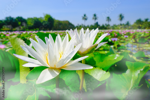 This beautiful white water lily or lotus flower blooming on the water with fog effect in garden Thailand. Selective and soft focus with blurred background.