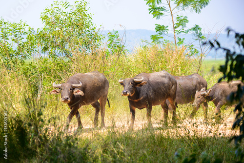 buffalo herd  animals mammals