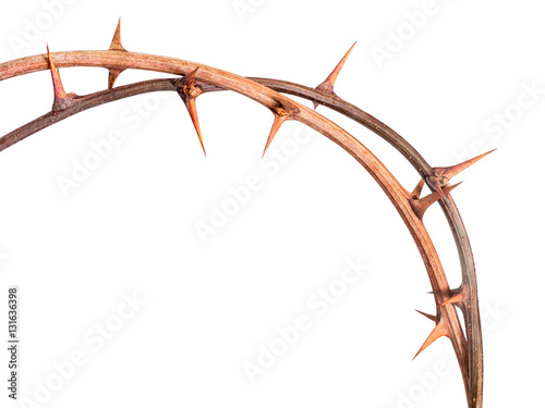 Thorns, isolated, cutout. Reminiscent of crown of thorns.