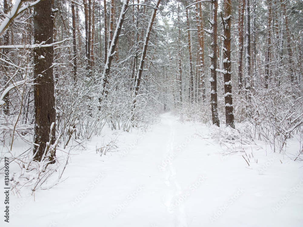 Fototapeta premium Winter in the forest.