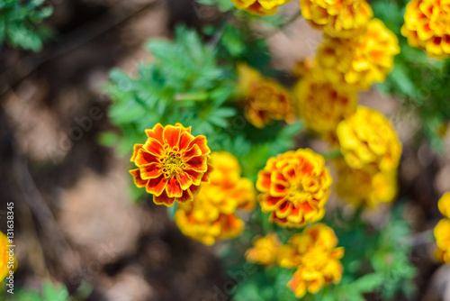  Red and Yellow Marigold Flower