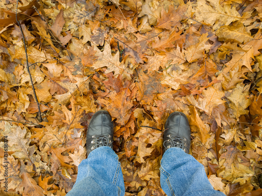 Obraz premium Feet in Oak Forest.