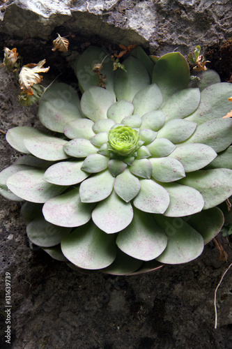 Drüsenäonium, Aeonium glandulosum, Madeira photo