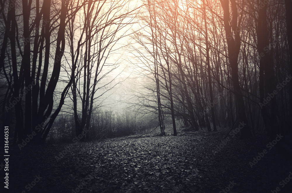 Fototapeta premium dark gloomy forest