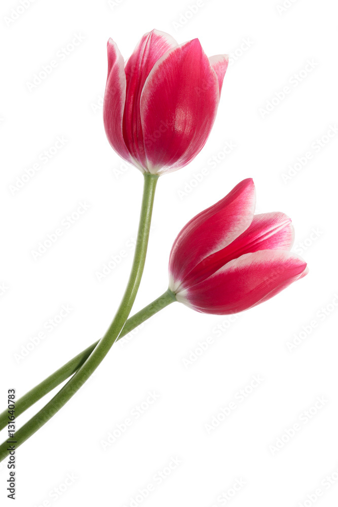 Two pink flowers Two pink flowers