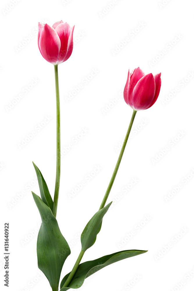 Spring Spring