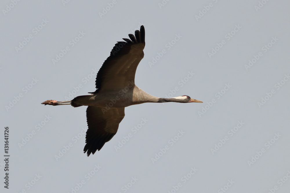 Obraz premium Gray Crane