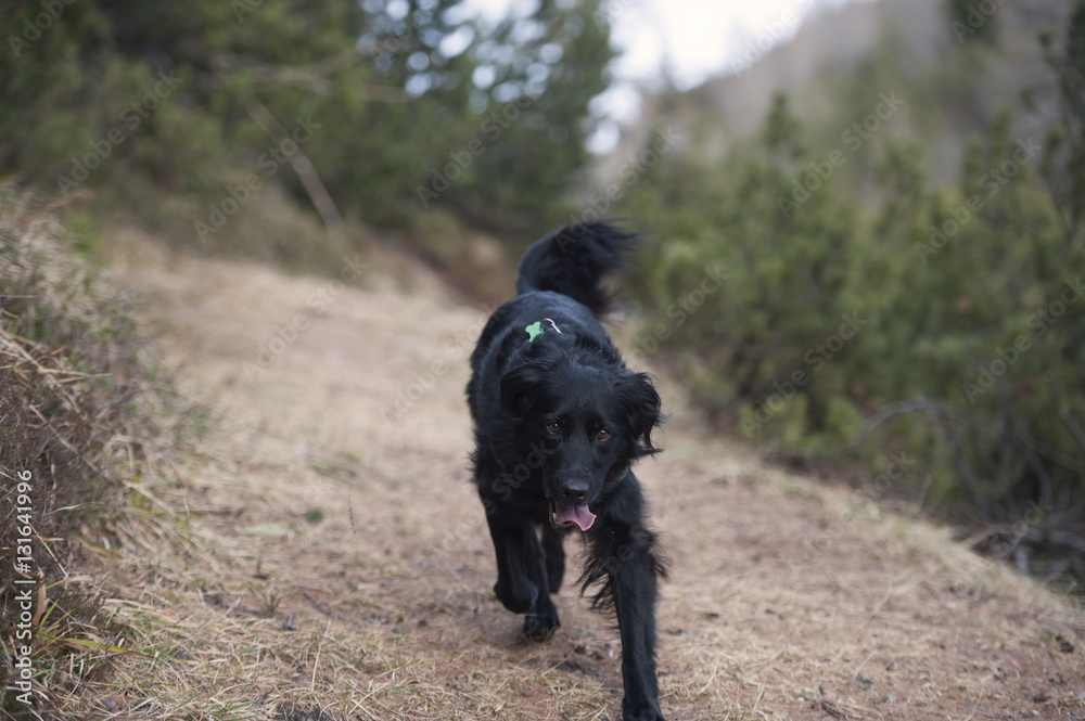 Cute, black dog enjoying freedom in nature. He is running to the photographer. Cute, black dog enjoying freedom in nature. He is running to the photographer.