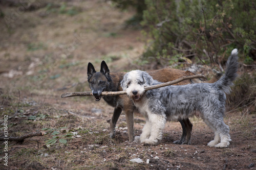 Two dogs holding a stick together. They are true friends with a teamwork.