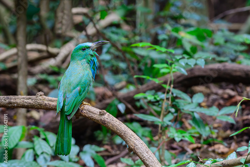 Blue-bearded bee-eater(Nyctyornis athertoni), green bird on branch. photo