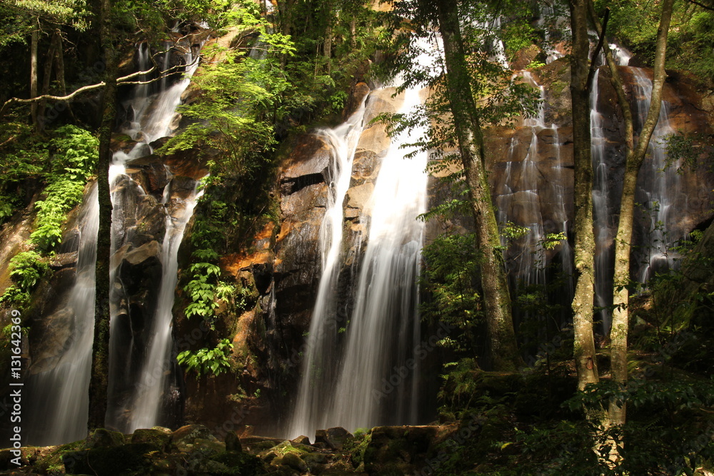 Naklejka premium 金引きの滝