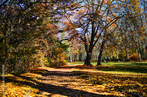 The park in autumn in Erfurt Germany