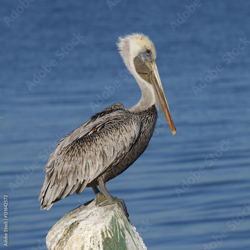 Brown Pelican perched on a dock piling - Florida