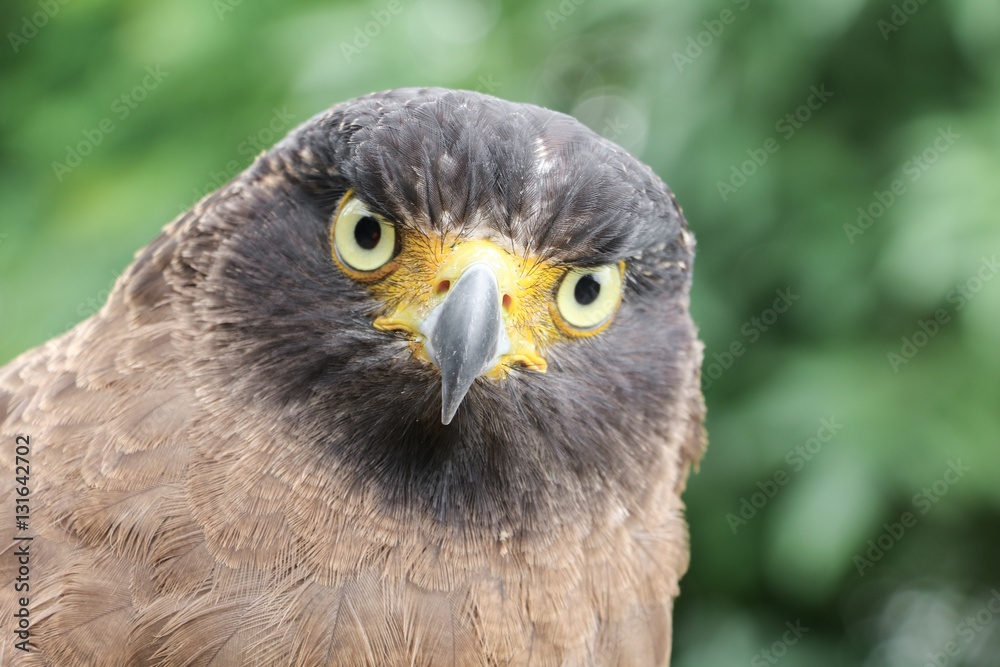 Falcon Peregrine or golden eagle beautiful Falcon Peregrine or golden eagle beautiful