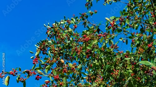 the berries of saskatoon. blue sky