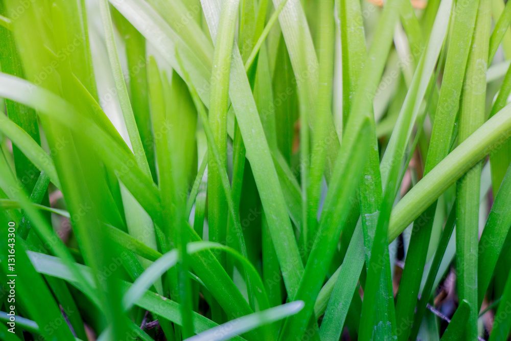 Tranquil fresh grass fading from a deep green to a soft yellow n Tranquil fresh grass fading from a deep green to a soft yellow n