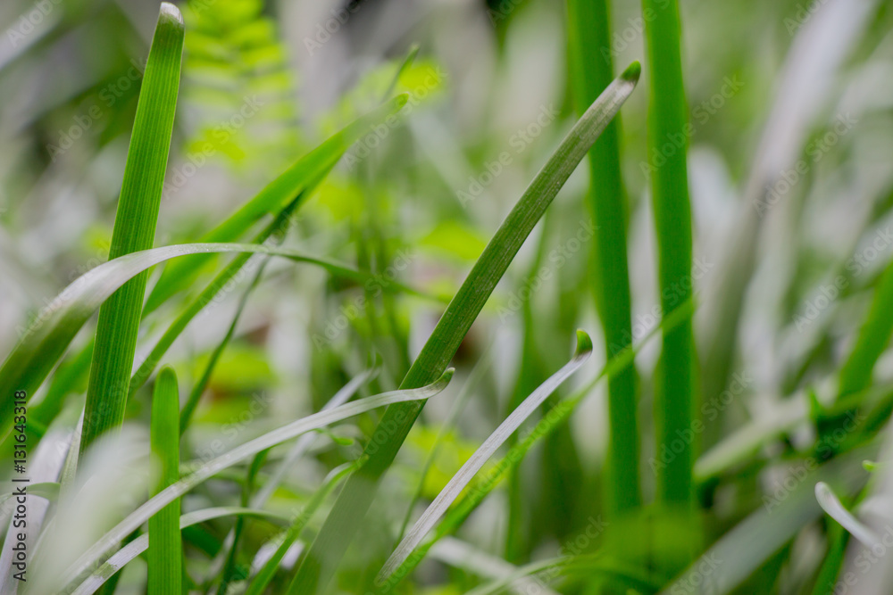 Young grass in the spring in a blurred shot at a tropical garden Young grass in the spring in a blurred shot at a tropical garden