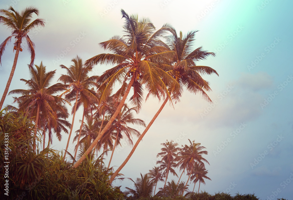 Fototapeta premium Palm plantation