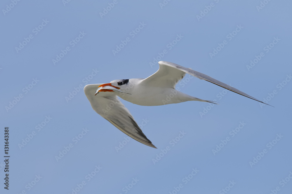 Fototapeta premium Royal Tern flying with a fish in its beak