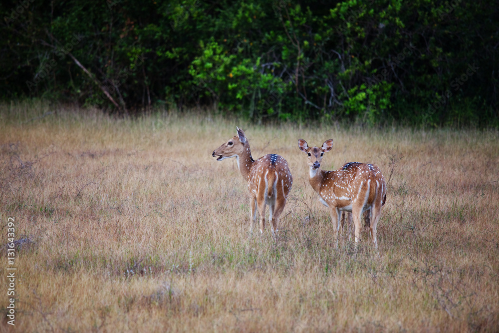 Spotted deer Spotted deer