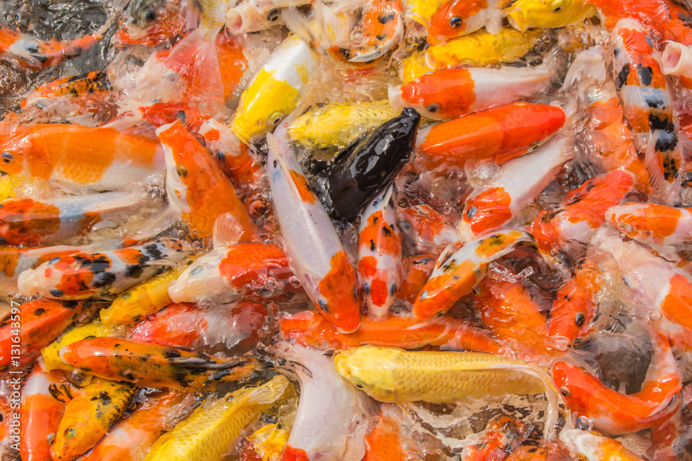 Multi-colored koi pond.
