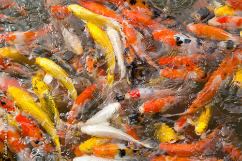 Multi-colored koi pond.