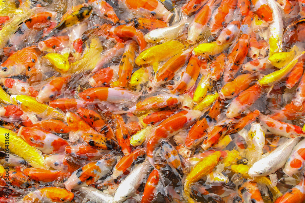 Multi-colored koi pond. Multi-colored koi pond.
