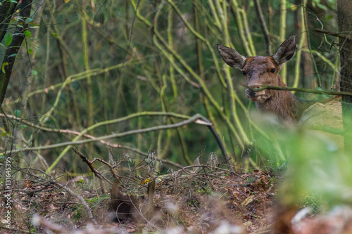 Hirsch ruht im Dickicht des Nationalparks De Hoge Veluwe
