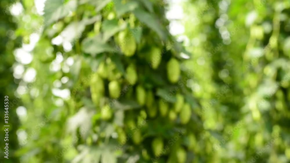 Ripe hope cones in the field fluttering on breeze Ripe hope cones in the field fluttering on breeze