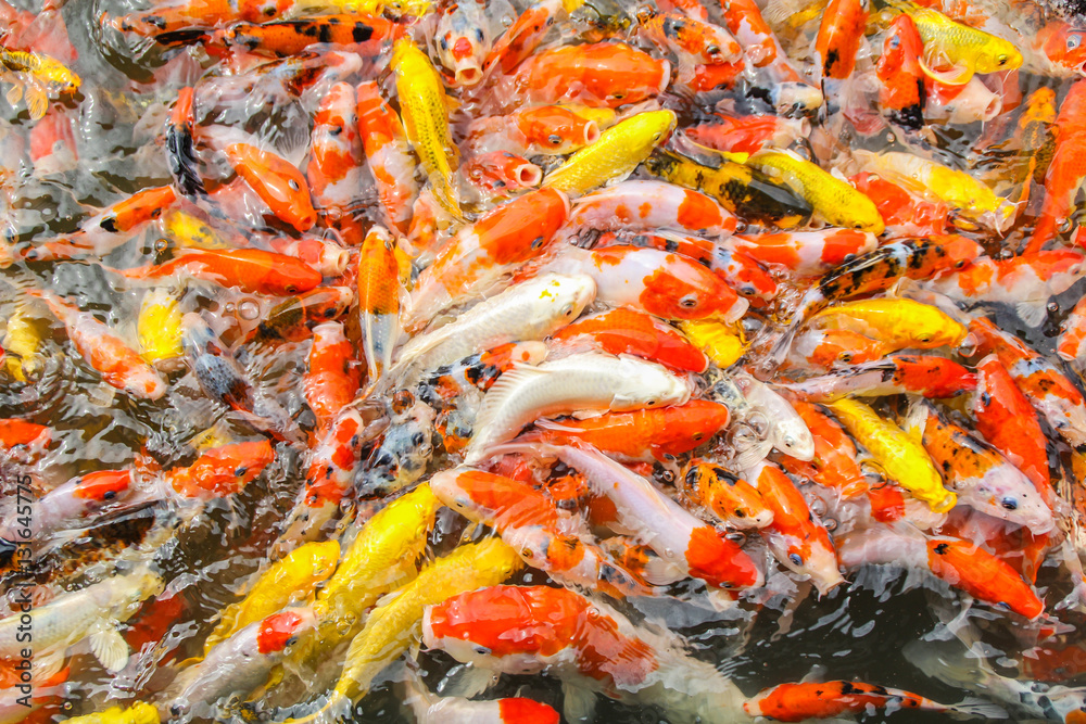 Multi-colored koi pond. Multi-colored koi pond.
