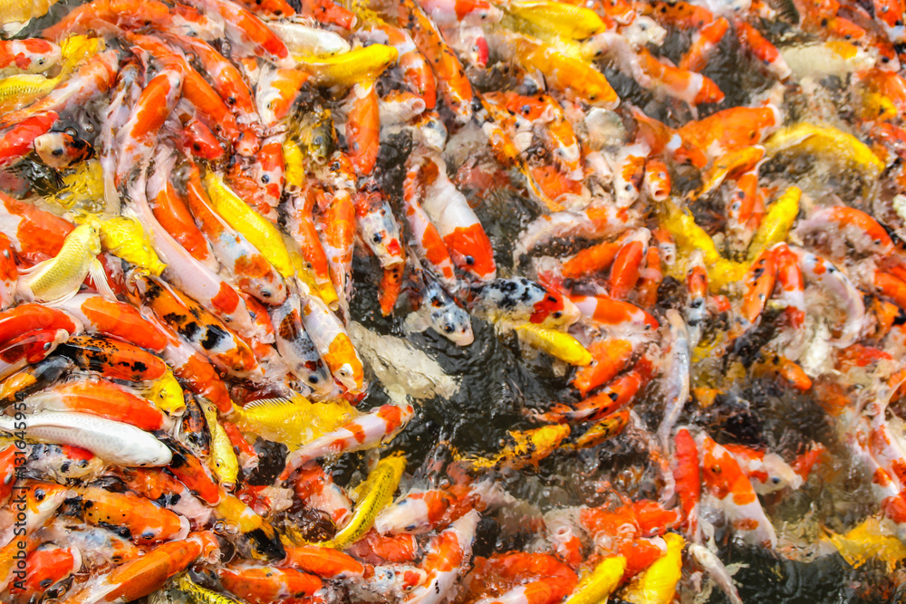 Multi-colored koi pond. Multi-colored koi pond.