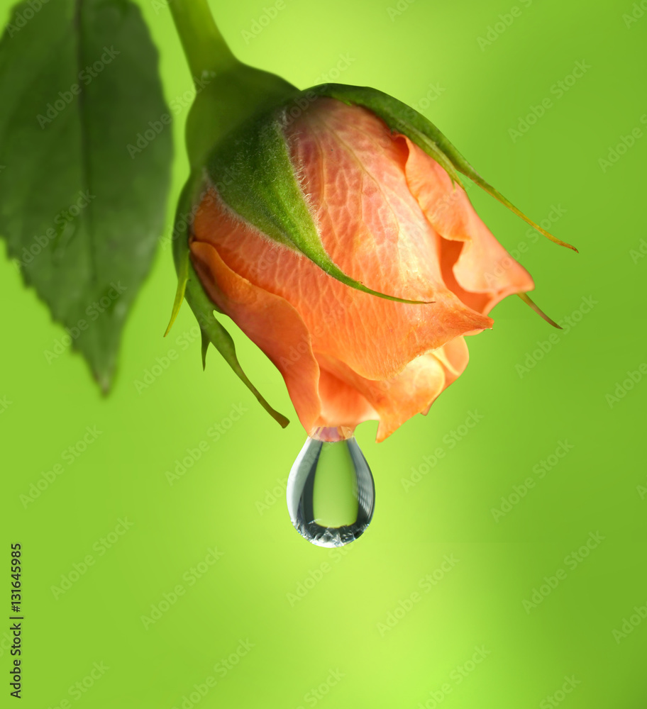 A large drop of oil rose, fall dew drops of water with beautiful ...