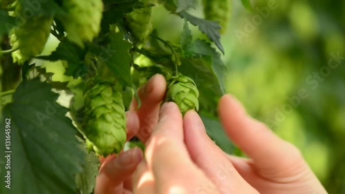 Farmer inspecting hops on the field, closeup
