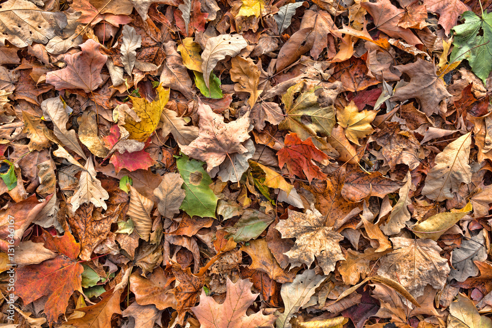 Colorful fall leaves on the ground Colorful fall leaves on the ground