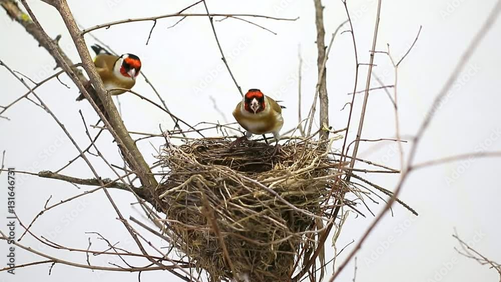 two goldfinch near a nest on a white background