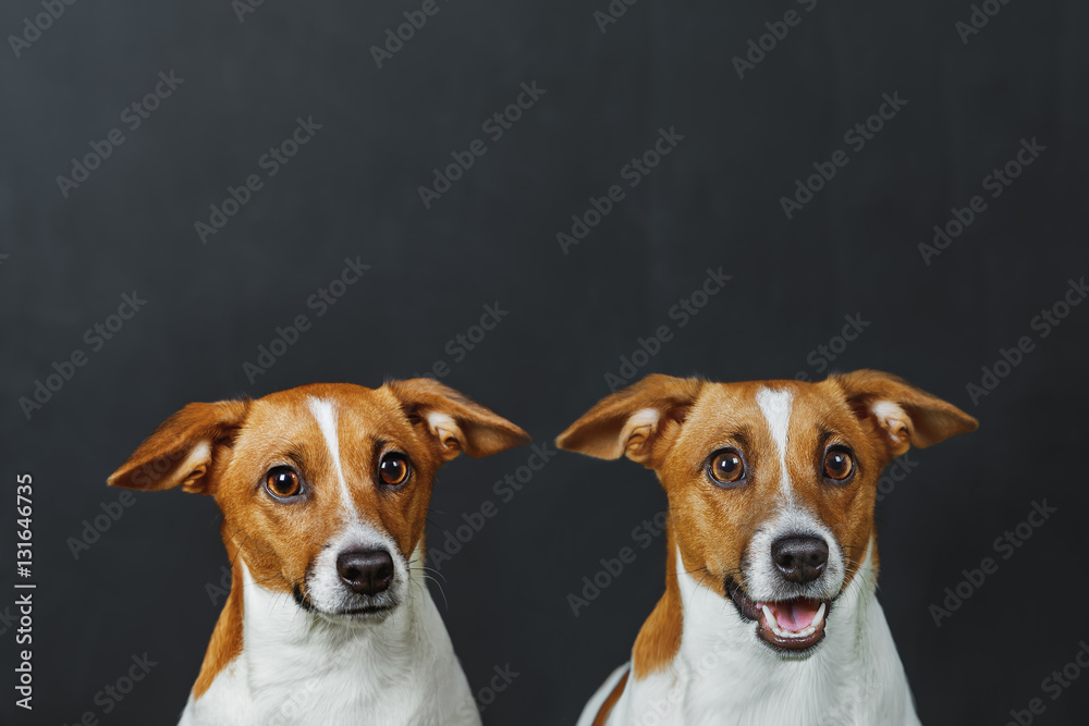 Cute portrait for jack russell terrier dog, on grey background.