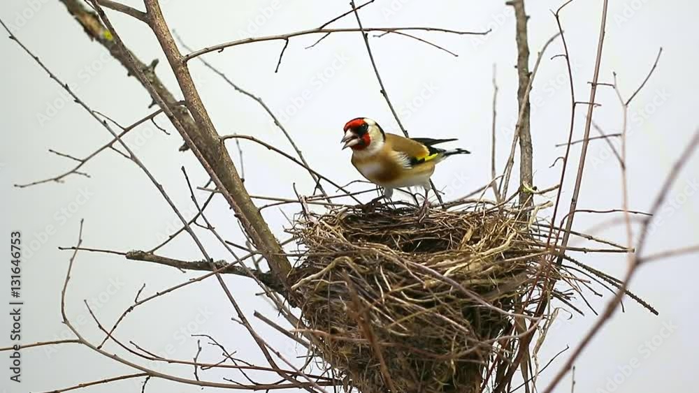  goldfinch near a nest on a white background