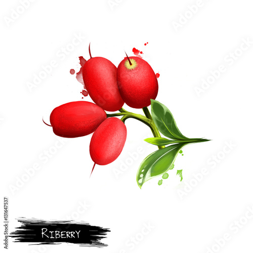 Riberry fruit, leaf and flower isolated on white. Coastal rainforest tree. Small leaved lilly pilly, cherry satinash, cherry alder, or clove lilli pilli. Digital art watercolor illustration photo