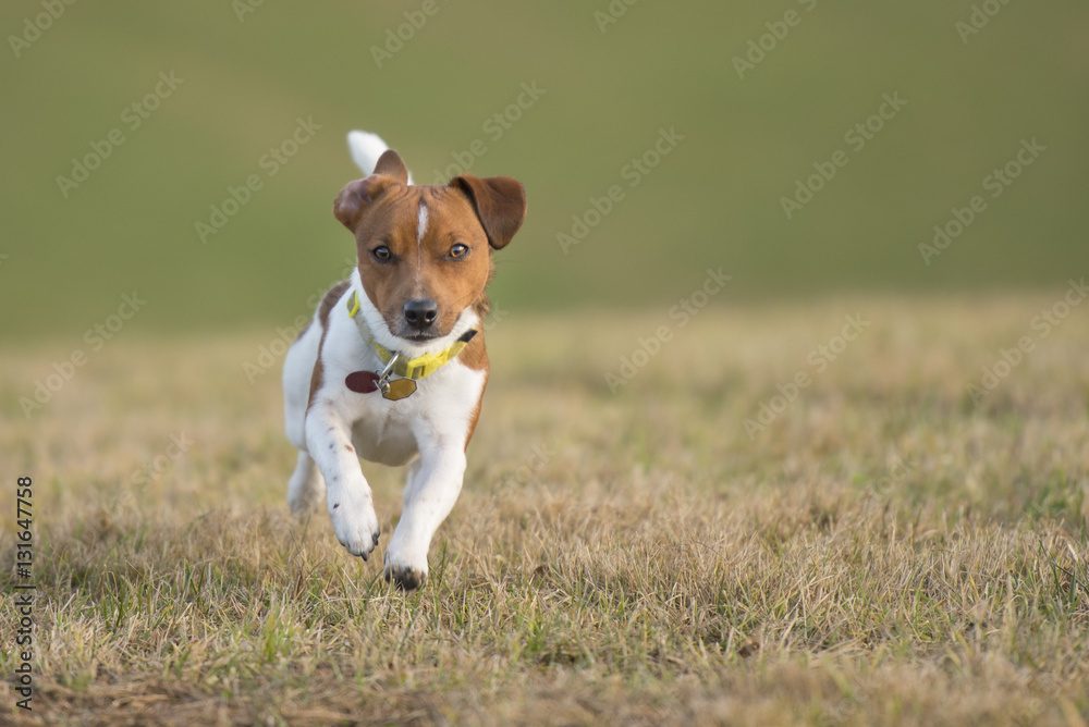 dog running across the meadow - Jack Russell Terrier 